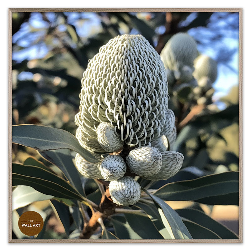 SILVER BANKSIA FLOWER