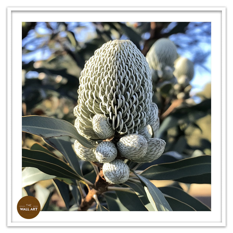 SILVER BANKSIA FLOWER