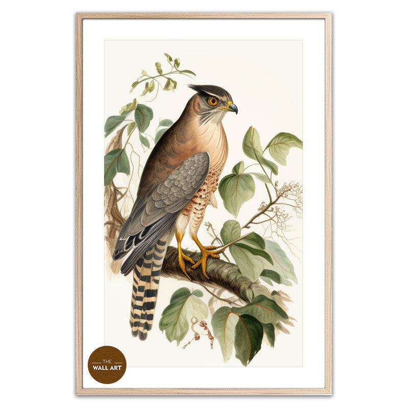 SPARROWHAWK IV