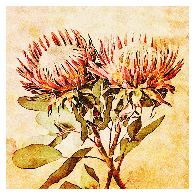 VINTAGE PROOTEA_FLOWERS