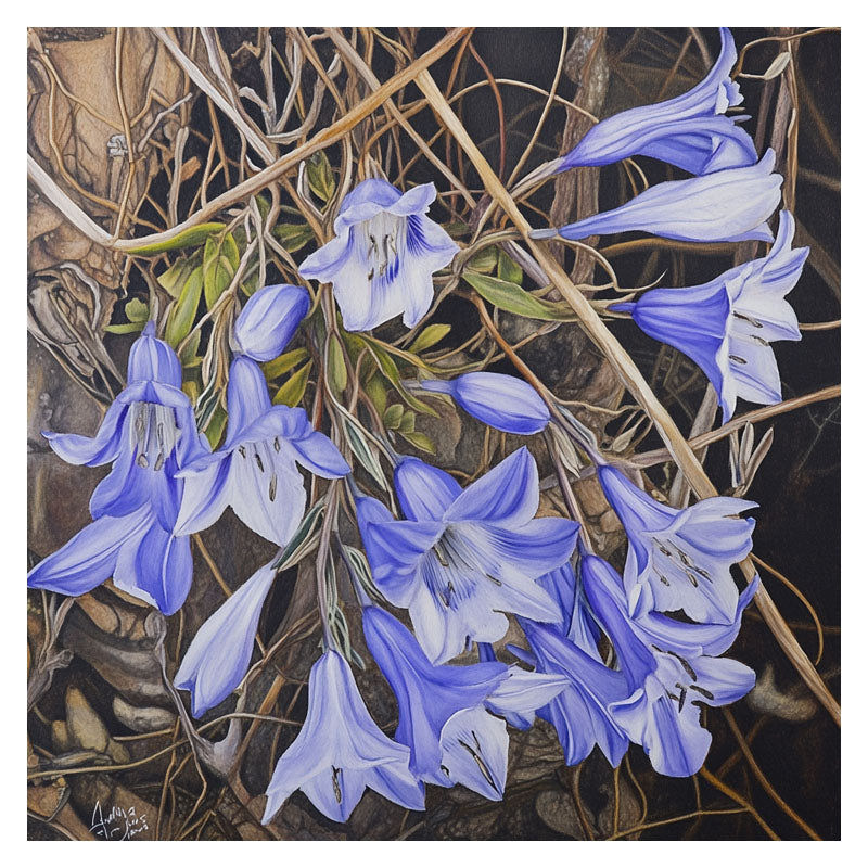 WAHLENBERGIA