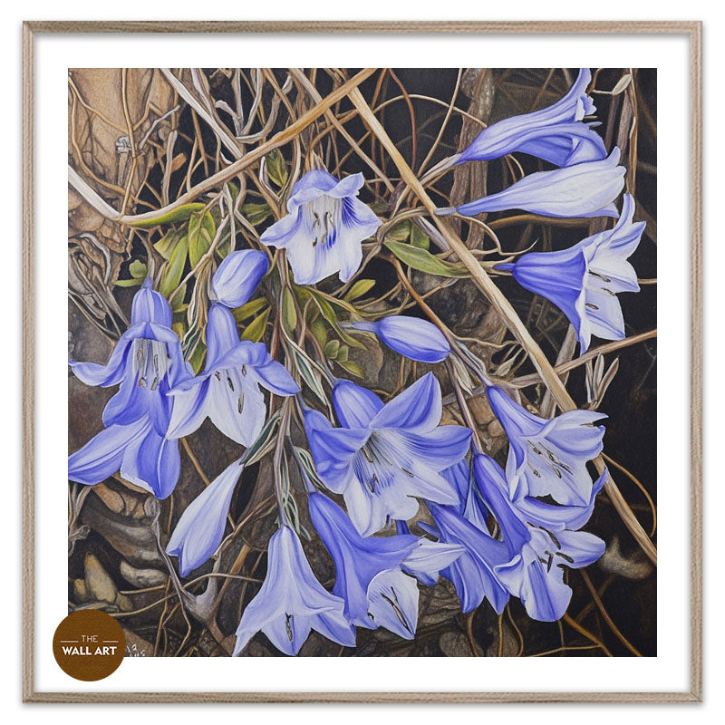WAHLENBERGIA