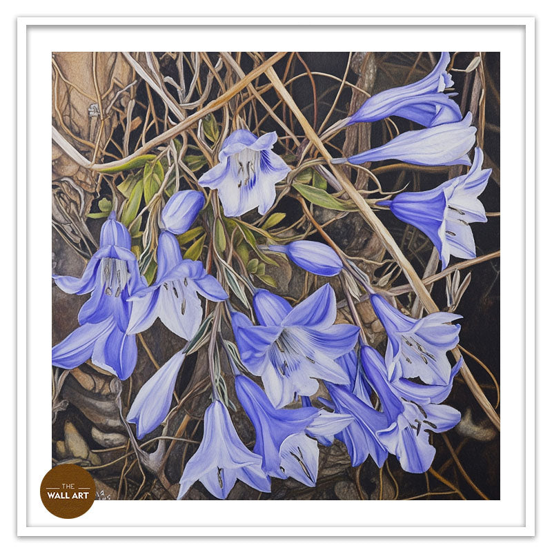 WAHLENBERGIA