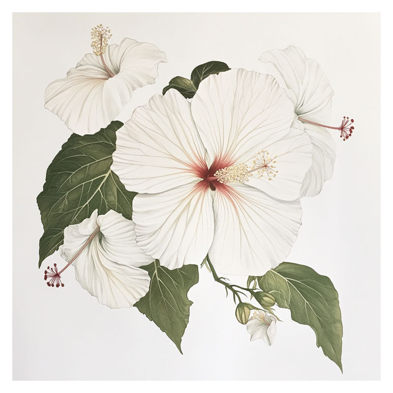 WHITE HIBISCUS