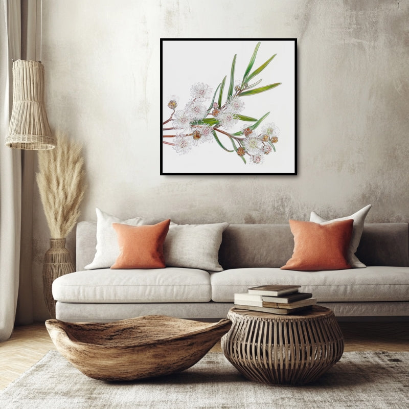 WHITE OZOTHAMNUS