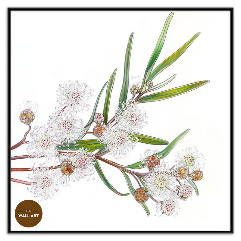 WHITE OZOTHAMNUS