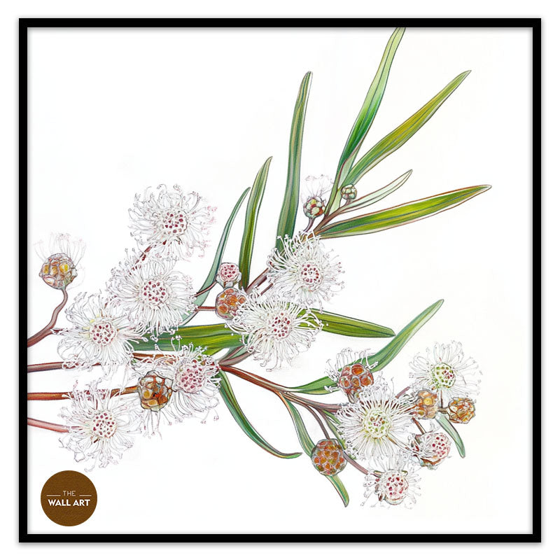 WHITE OZOTHAMNUS