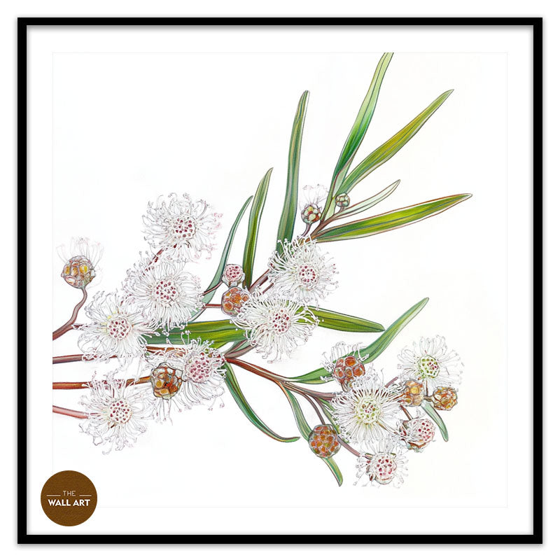 WHITE OZOTHAMNUS
