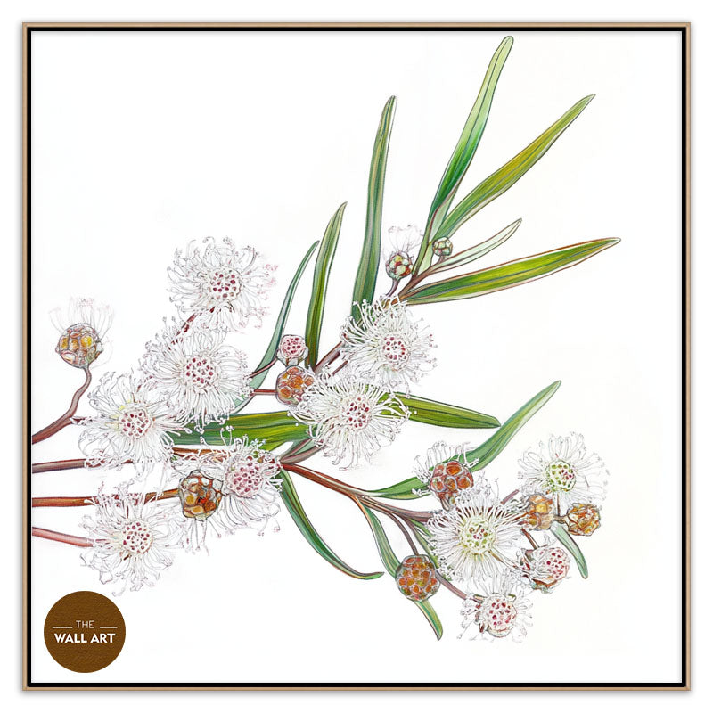 WHITE OZOTHAMNUS