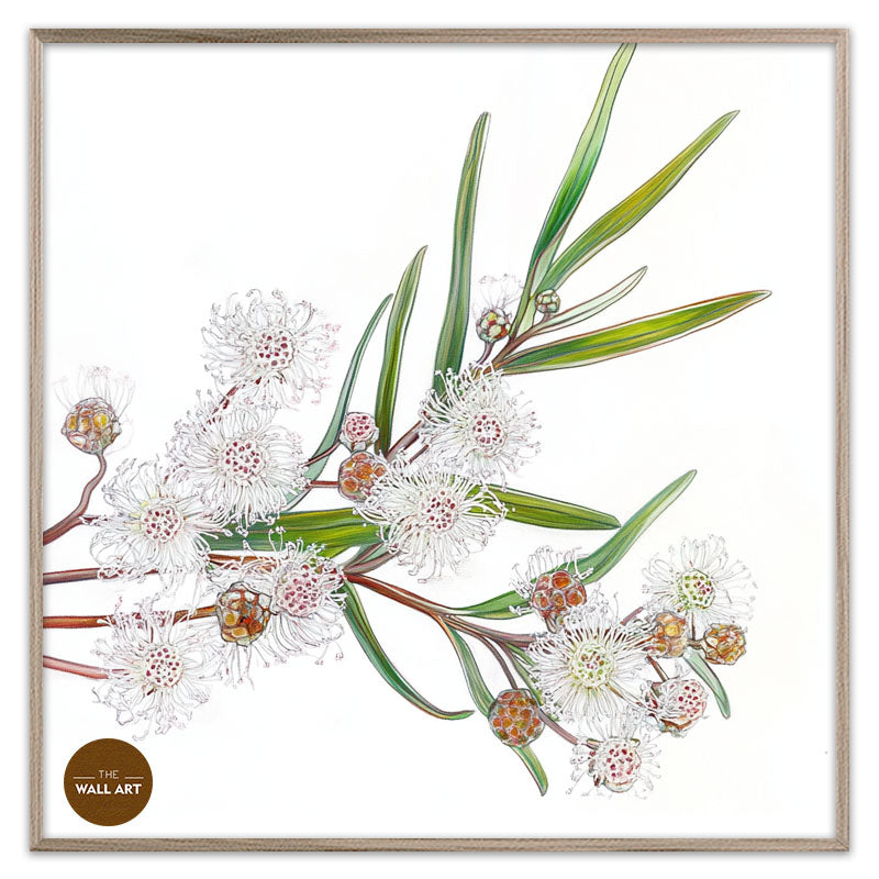 WHITE OZOTHAMNUS