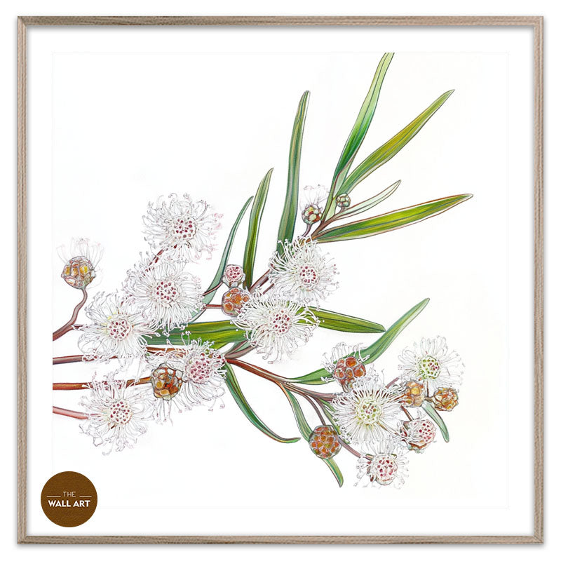 WHITE OZOTHAMNUS