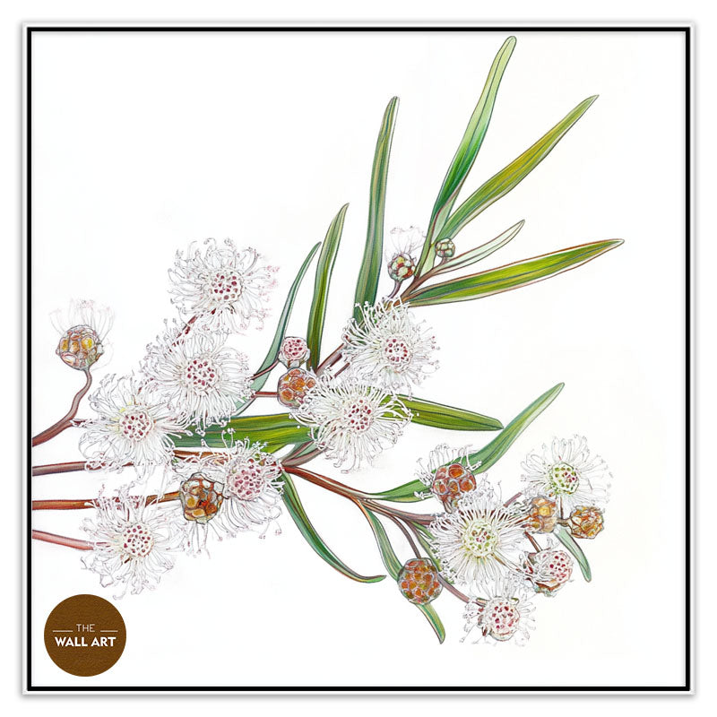 WHITE OZOTHAMNUS