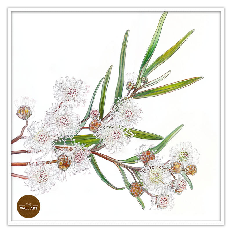 WHITE OZOTHAMNUS