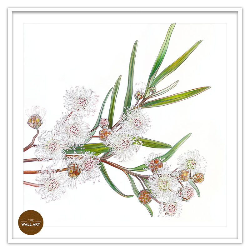 WHITE OZOTHAMNUS