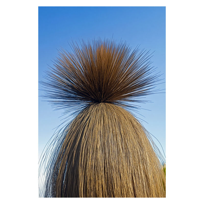 XANTHORRHOEA