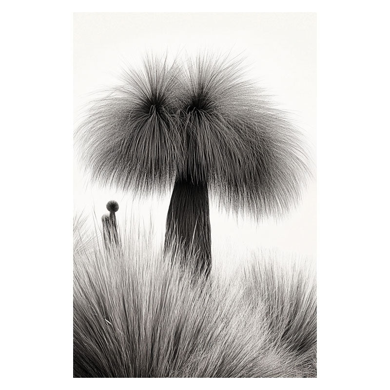 XANTHORRHOEA BUSH