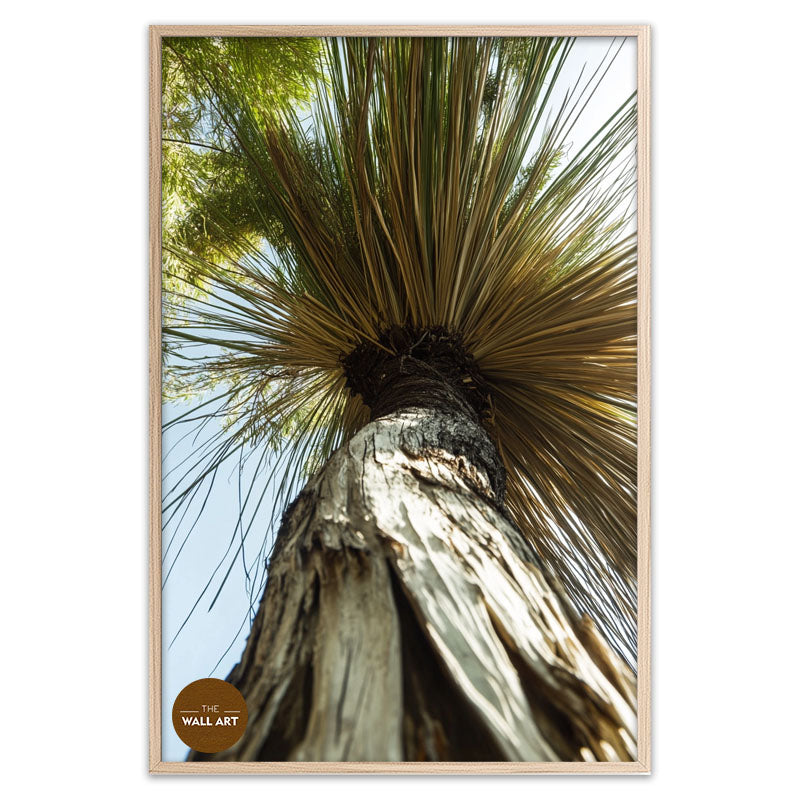 XANTHORRHOEA LOW VIEW