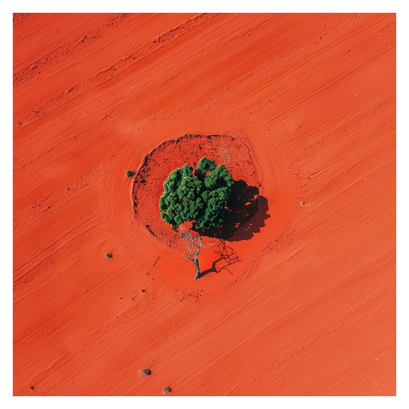 ALONE TREE ON RED FIELD I