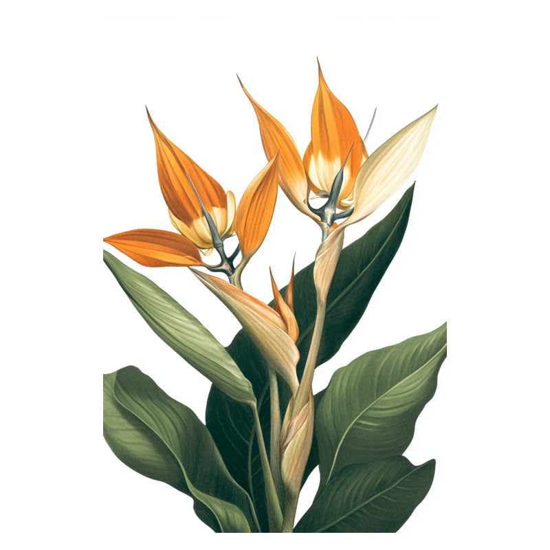 BIRD OF PARADISE IV