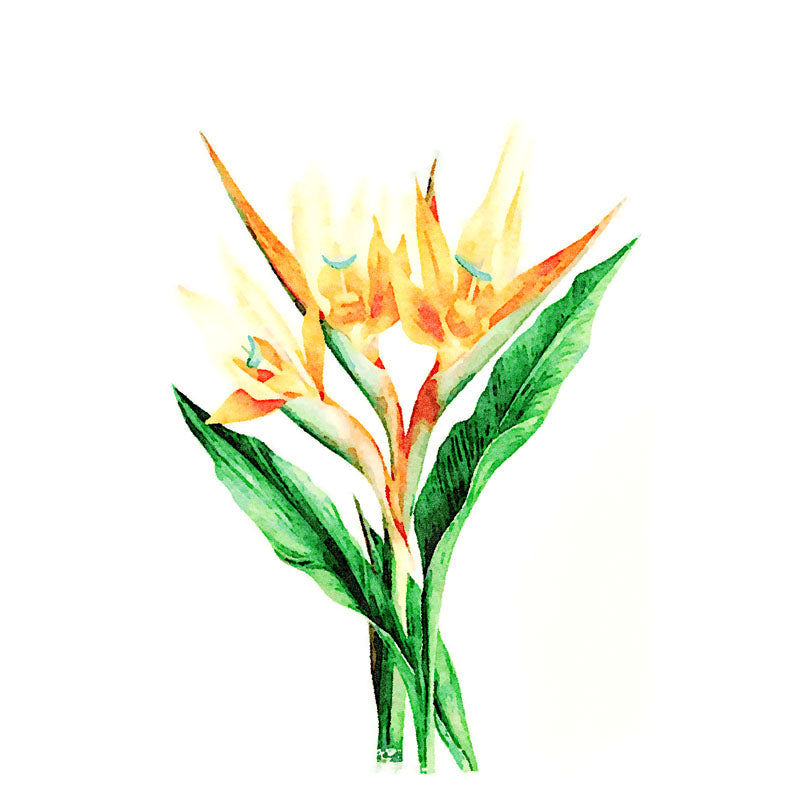 BIRD OF PARADISE WATER COLOUR