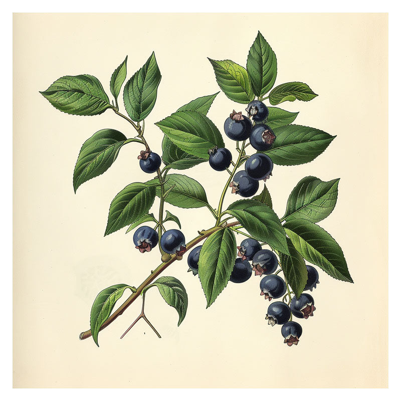 BLUEBERRY BRANCH II