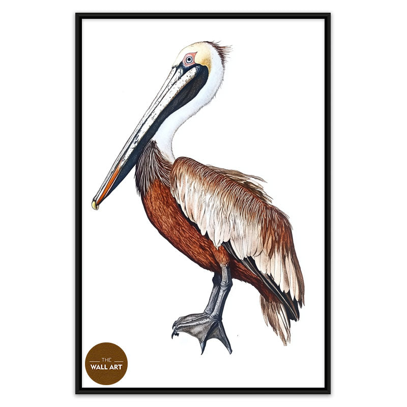 BROWN PELICAN