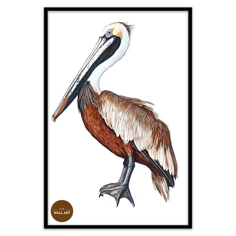 BROWN PELICAN