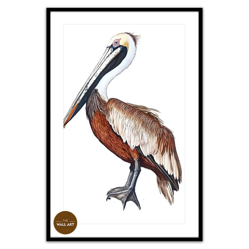 BROWN PELICAN