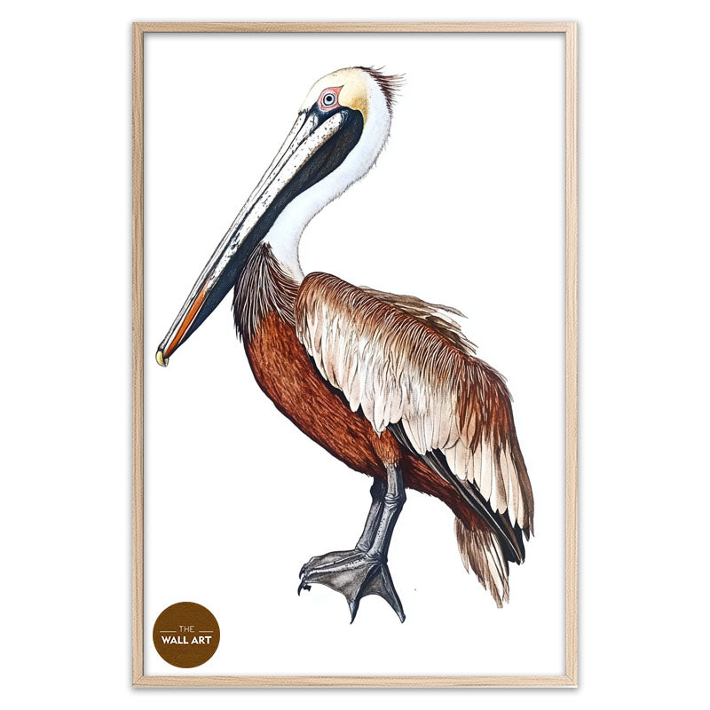 BROWN PELICAN