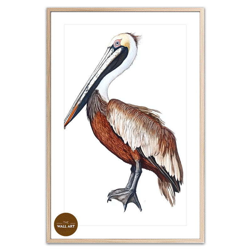 BROWN PELICAN