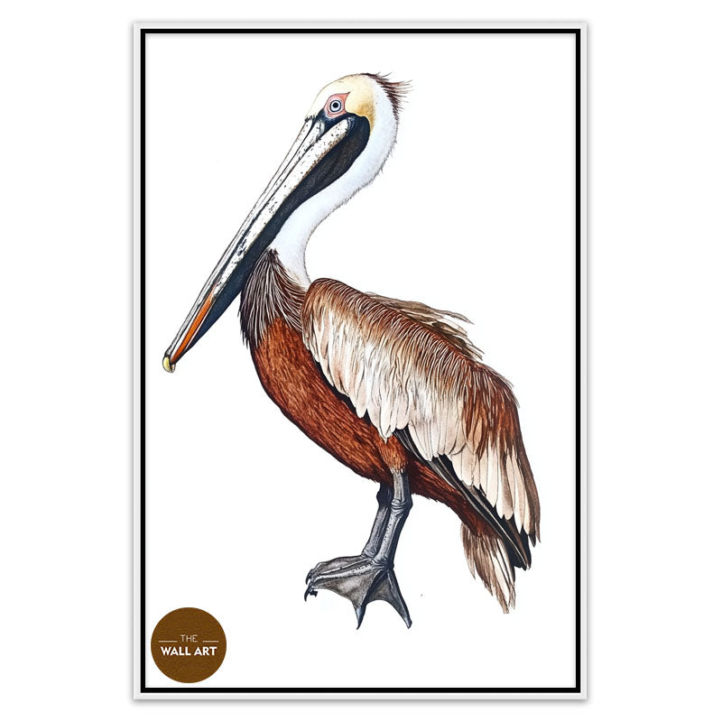 BROWN PELICAN