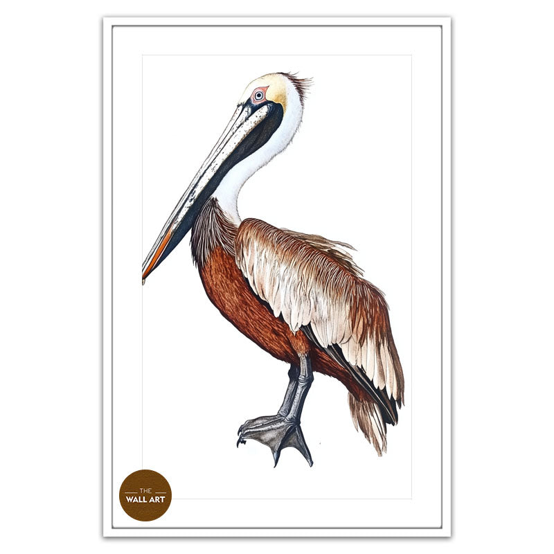 BROWN PELICAN