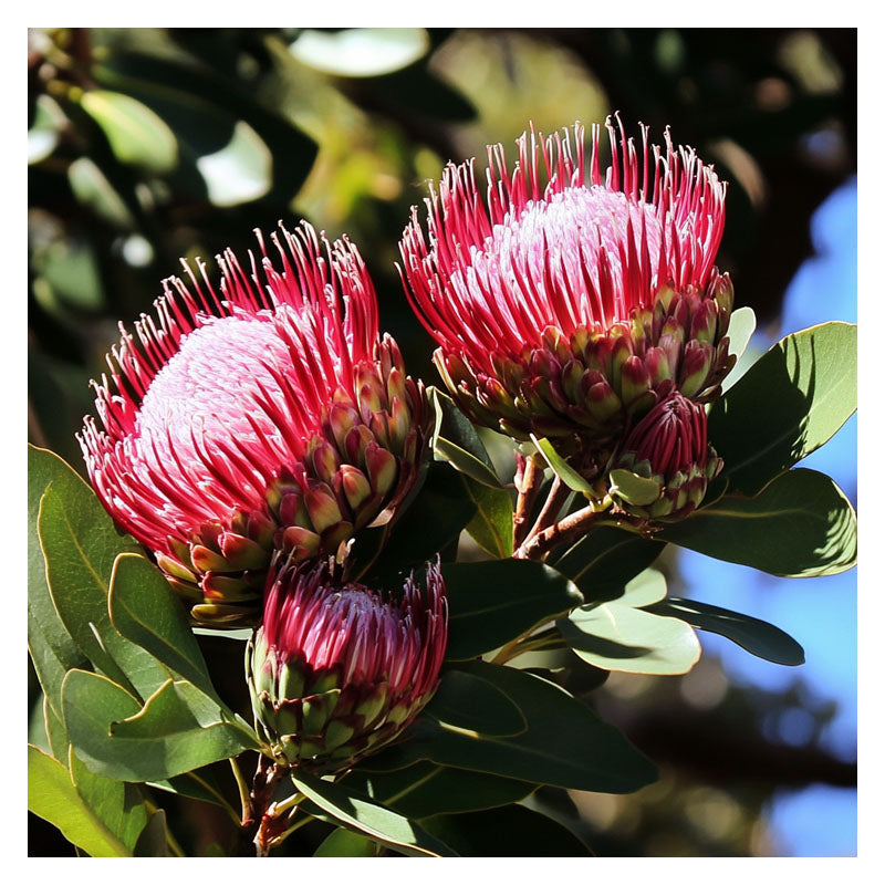 DEEP RED PROTEA FLOWERS