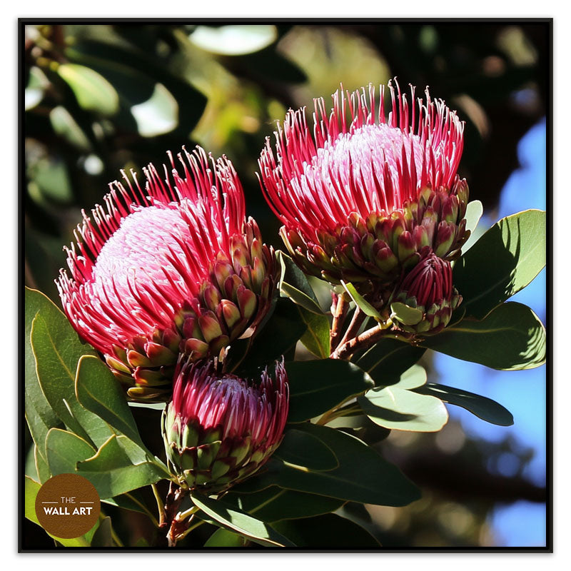 DEEP RED PROTEA FLOWERS