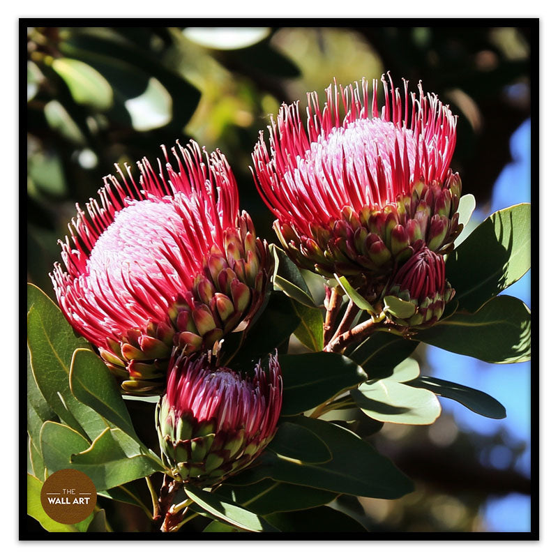 DEEP RED PROTEA FLOWERS