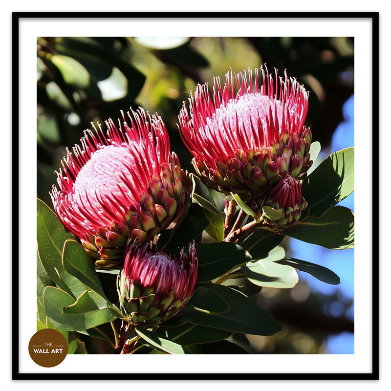 DEEP RED PROTEA FLOWERS