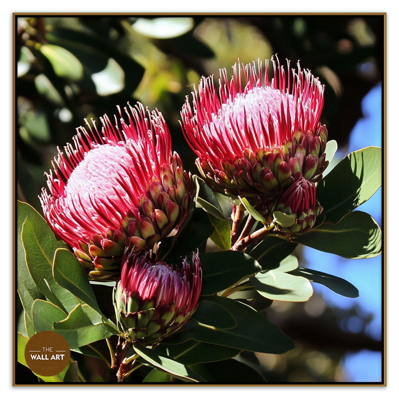 DEEP RED PROTEA FLOWERS