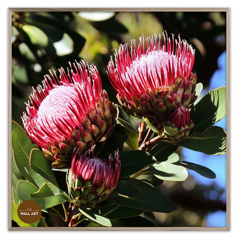 DEEP RED PROTEA FLOWERS
