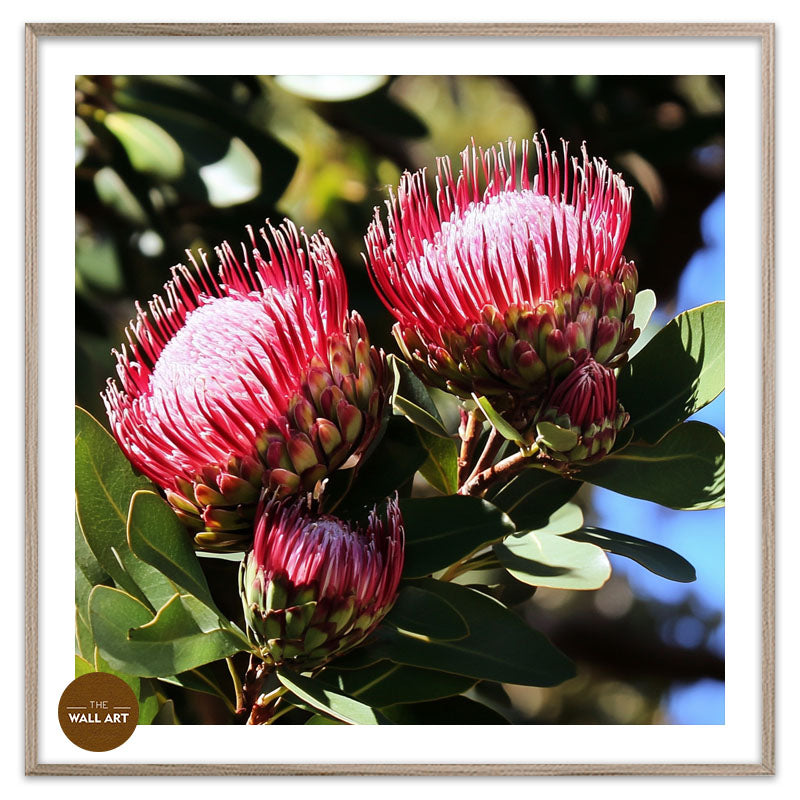 DEEP RED PROTEA FLOWERS