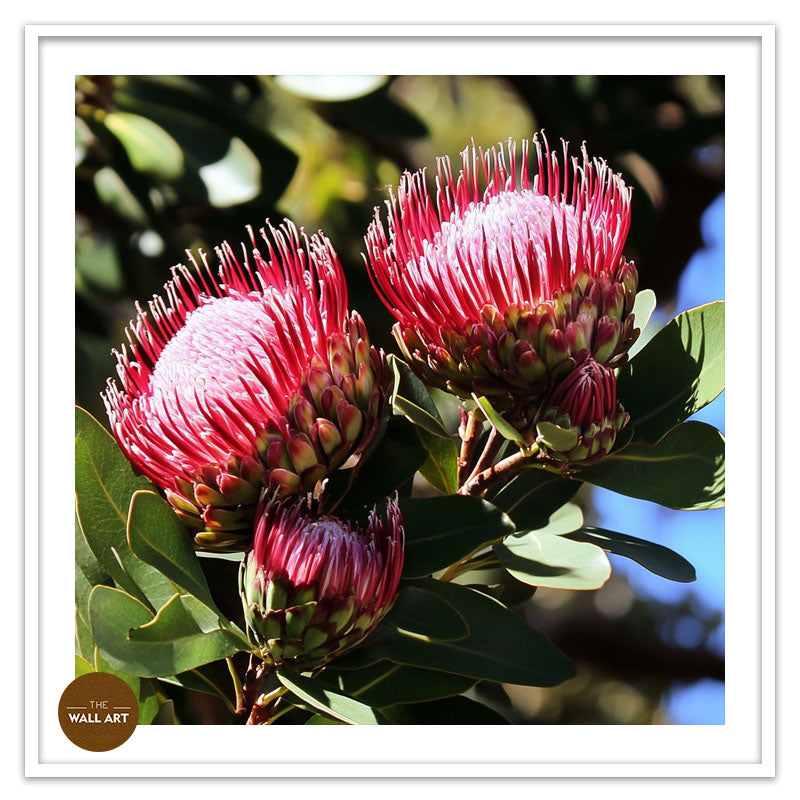 DEEP RED PROTEA FLOWERS