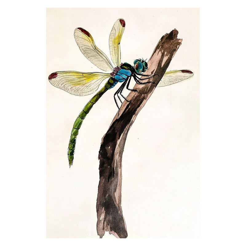 DRAGONFLY II