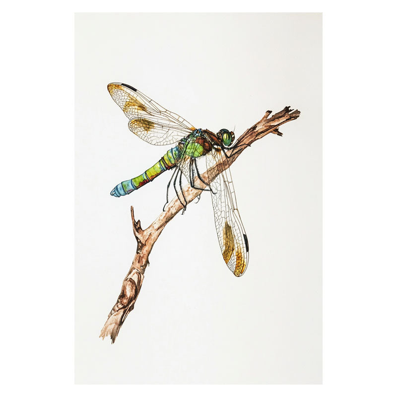 DRAGONFLY IV
