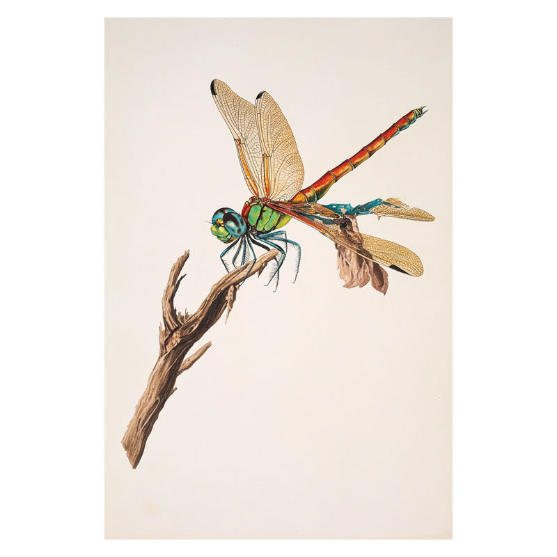 DRAGONFLY I