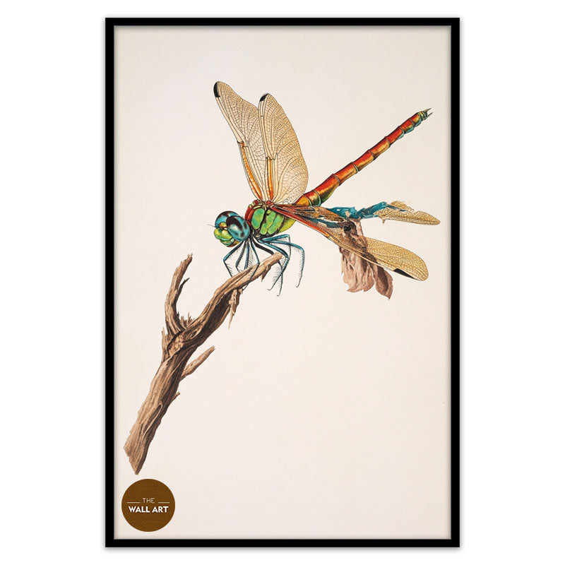 DRAGONFLY I