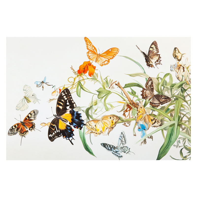 FLOCK OF BUTTERFLY III
