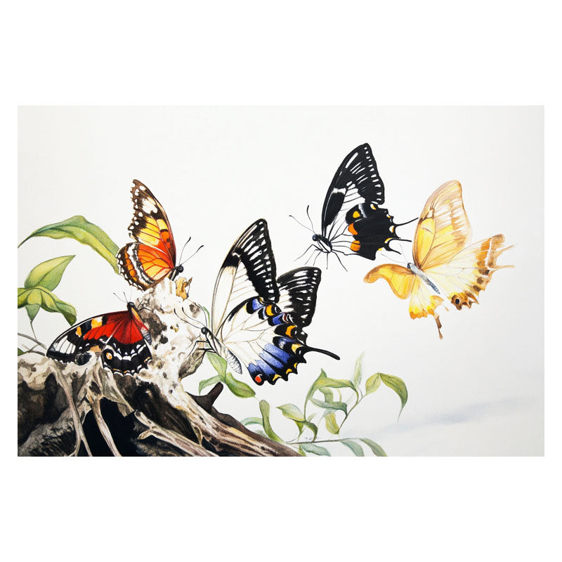 FLOCK OF BUTTERFLY II