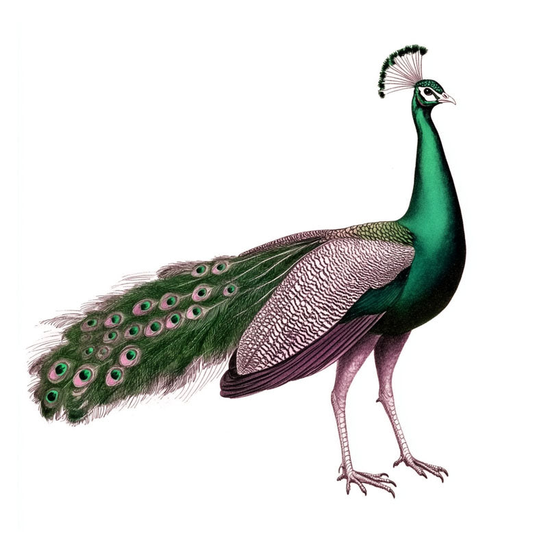 GREEN PEACOCK