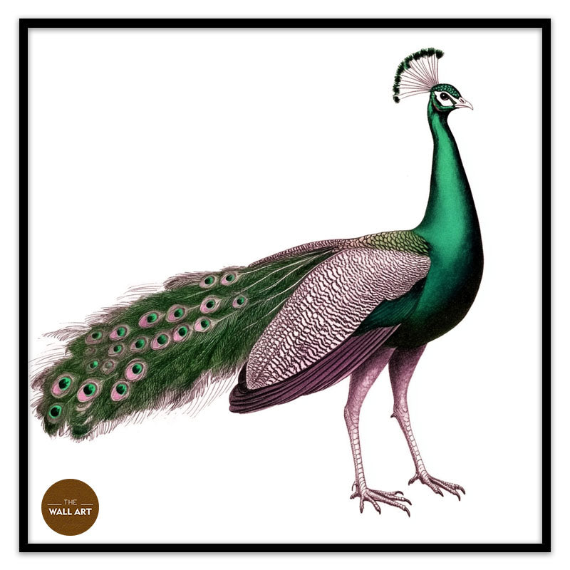 GREEN PEACOCK