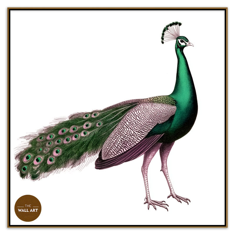 GREEN PEACOCK