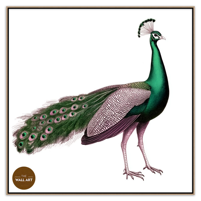 GREEN PEACOCK